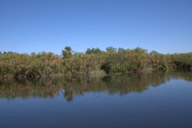 Nehir ormanın kıyısında