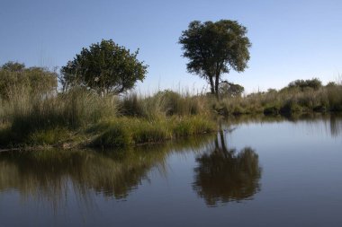 Ağaçlar ve ormanlarla dolu nehir manzarası.