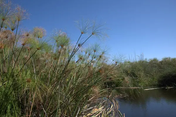 Nehir ve gölü olan güzel bir manzara.