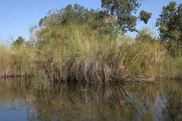 Güney Amerika 'nın sulak arazisi.
