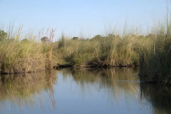 Ormanda küçük bir nehir.