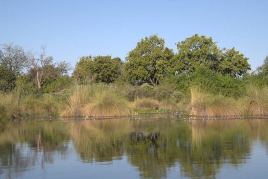 Ormanda bir nehir ve sazlıklar.