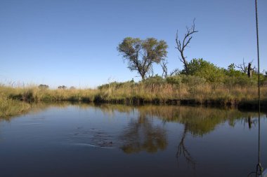 Ağaçlarla gölün güzel bir görüntüsü.