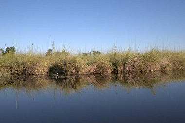 Kırsaldaki bir gölde sazlıklar ve çimenler