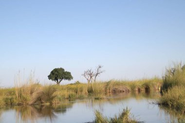 Tarladaki güzel bir kuş görüntüsü.