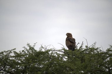 Ağaç dalına tünemiş bir kartal.