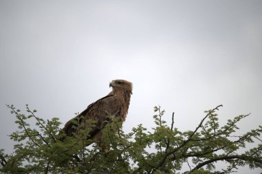 Ormandaki ağaçtaki kartal