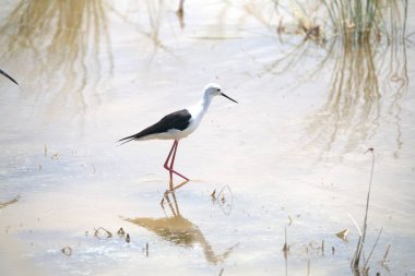 Bir kuş yerde oturuyor.