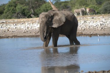 Etoşa Ulusal Parkı, Namibya 'daki bir su birikintisinde Afrika filleri.