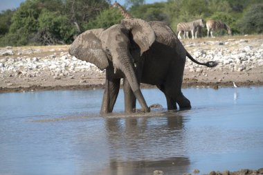 Loxodonta Africana 'daki Afrika fili.