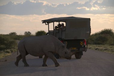Gergedanlı beyaz gergedan.
