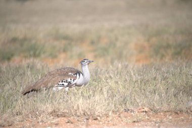 Gri - Ulusal parkta taçlandırılmış vinç