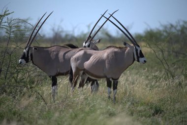Bir grup zebra bozkırda