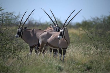 Namibya bozkırında bir grup zebra.