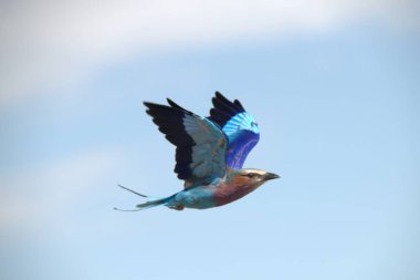 Mavi kanatlı sinekkuşu gökyüzünde uçuyor