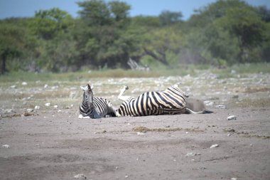 Zebra yerde. namibya.