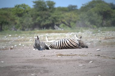 Afrika bozkırında zebra