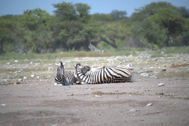 Kenya bozkırında zebra