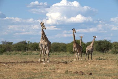 Kenya 'daki savanada zürafa