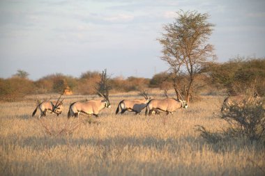 Afrika bozkırında bir grup antilop.