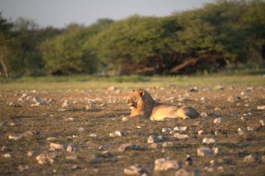 Kuru çimenlerde dinlenen bir erkek Afrika aslanı.