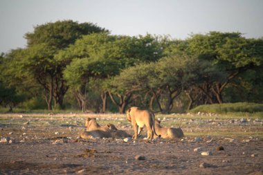 Çölde deve sürüsü vardır.