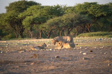 Kenya bozkırında dişi aslan.