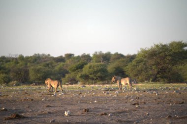 Kenya bozkırında bir grup fil