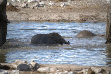 Sudaki bir filin yakın plan çekimi.