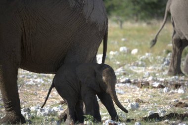 Afrika fili, loxodonafricana, yetişkin erkek, içme suyu, ulusal park