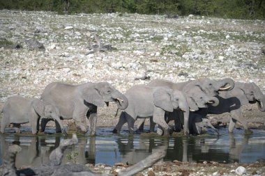 Suyun dibindeki delikte Afrika filleri