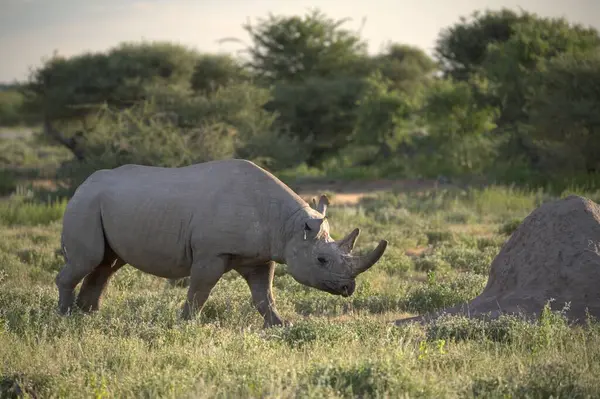 Afrika savanasında gergedanı olan beyaz bir gergedan.