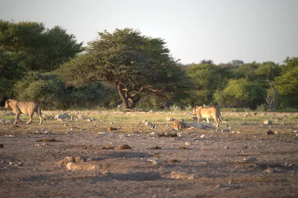 Aslan etkin Milli Parkı'nda