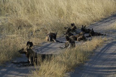 Köpek ormanda yürüyor.