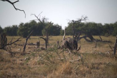 Çöldeki bir ağacın yakın çekimi.