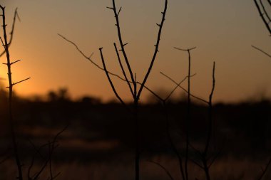 Tarlanın üzerinde güzel bir gün batımı
