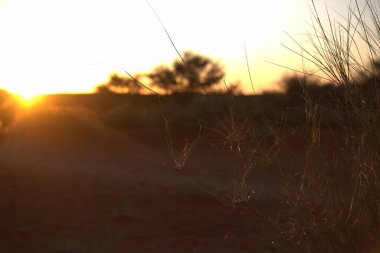 Ormanda güzel bir gün batımı