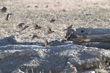 Parktaki bir grup güvercin