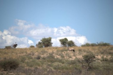 Çöldeki yolda otlayan keçi sürüsü.