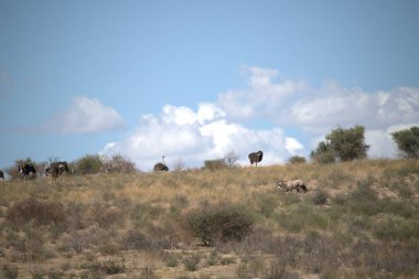 Kenya bozkırında bir grup vahşi at