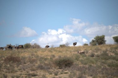 Kenya bozkırında bir grup fil.