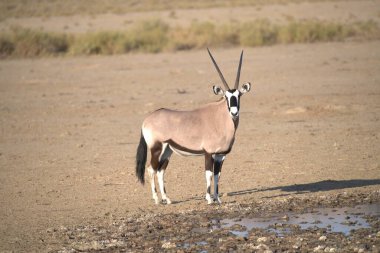 Tarlada beyaz bir at