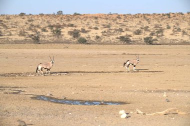 Namibya 'nın doğasında Afrika vahşi hayvanları
