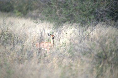 Ormandaki çimlerin üzerinde bir geyiğin yakın plan fotoğrafı.