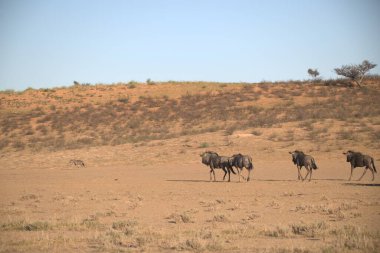Afrika bozkırlarında vahşi atlar