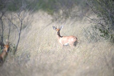 Ormandaki güzel geyik