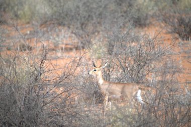 vahşi Kızıl geyik
