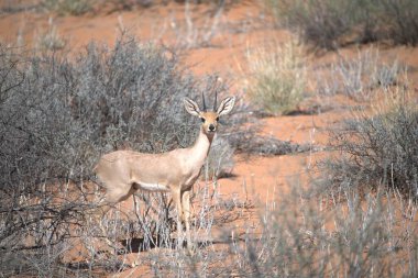 Vahşi doğadaki kızıl geyik.