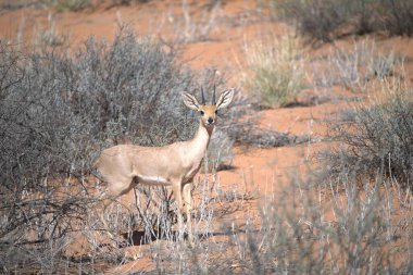 Arizona Çölü 'nün büyük kanyonunda kırmızı geyik