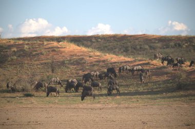 Afrikalı fil sürüsü çimenlerde yürüyor.